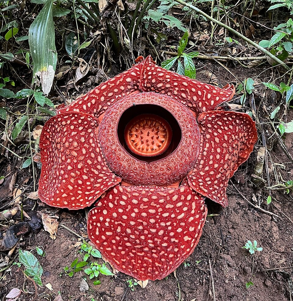 ලෝකයේ ලොකුම මල රැෆ්ලේසියා ආර්නෝල්ඩි (Rafflesia arnoldii)